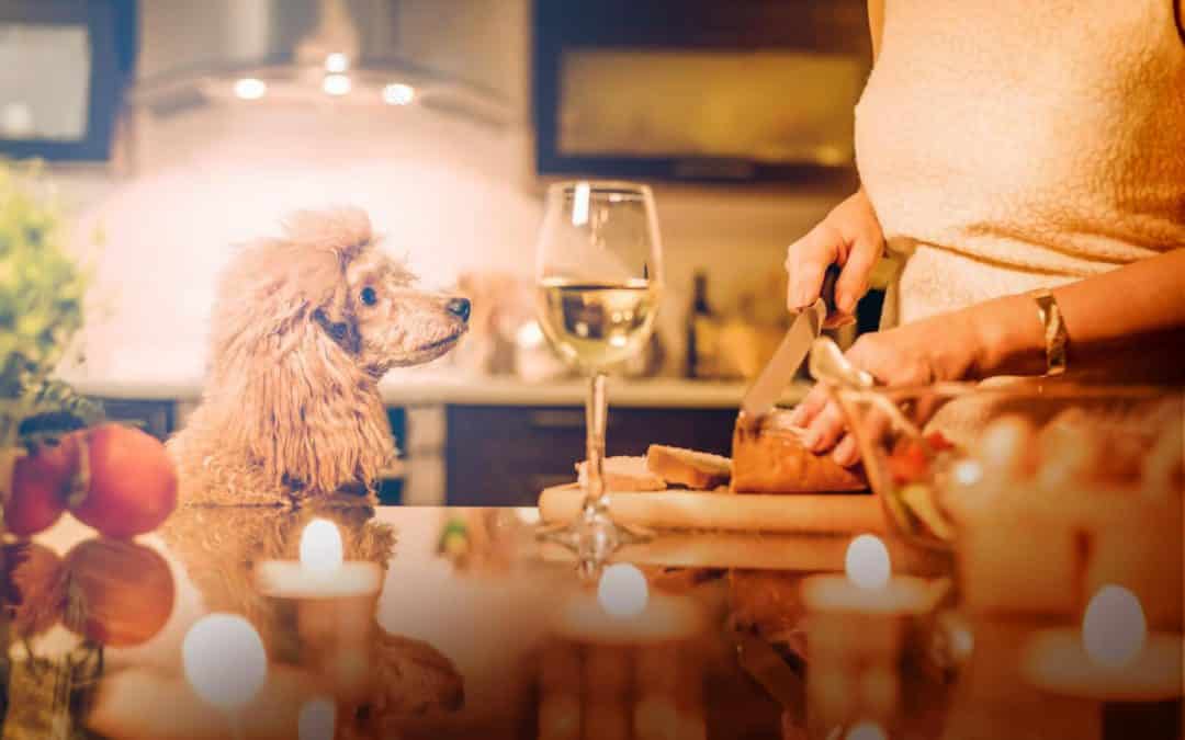 Hale holidays: Keeping pets safe this Thanksgiving