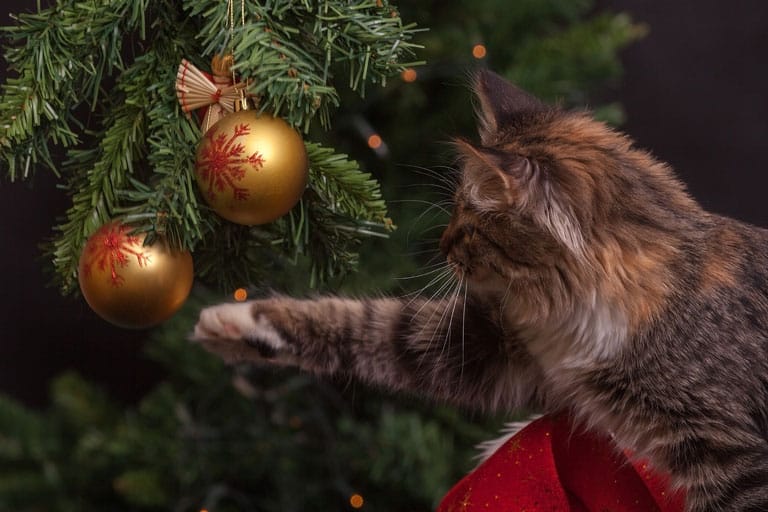 Keep your holiday season cat-friendly