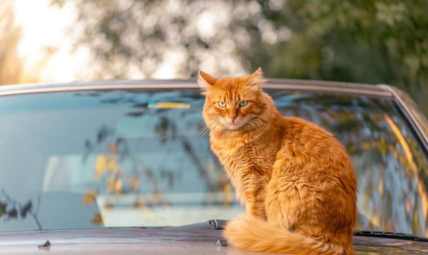 Keepin’ It Cool: 8 Must-do Car Traveling Tips for Your Cat