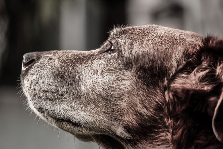 3 reasons to bring home an older pet this holidays