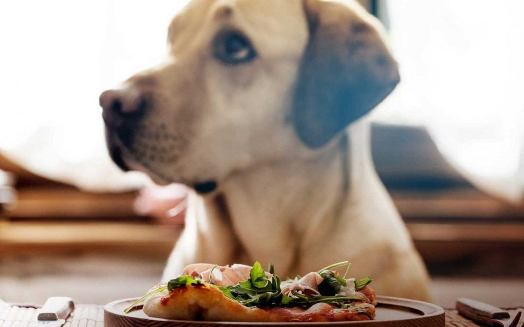 A gourmet meal makes a difference for your pets