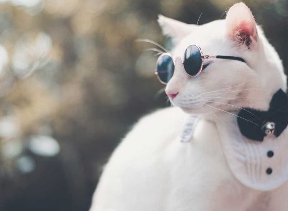 10 cool cat facts this National Trivia Day