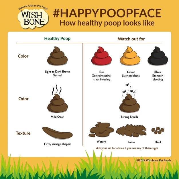 How healthy poop looks like