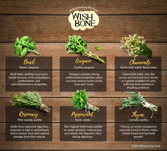 Infographic: 6 herbs that dogs and cats love