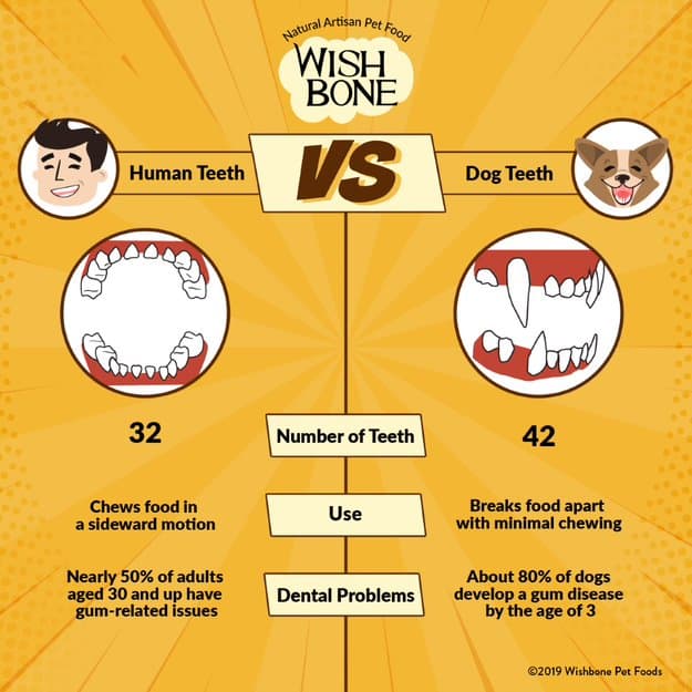 Infographic: Human teeth VS dog teeth