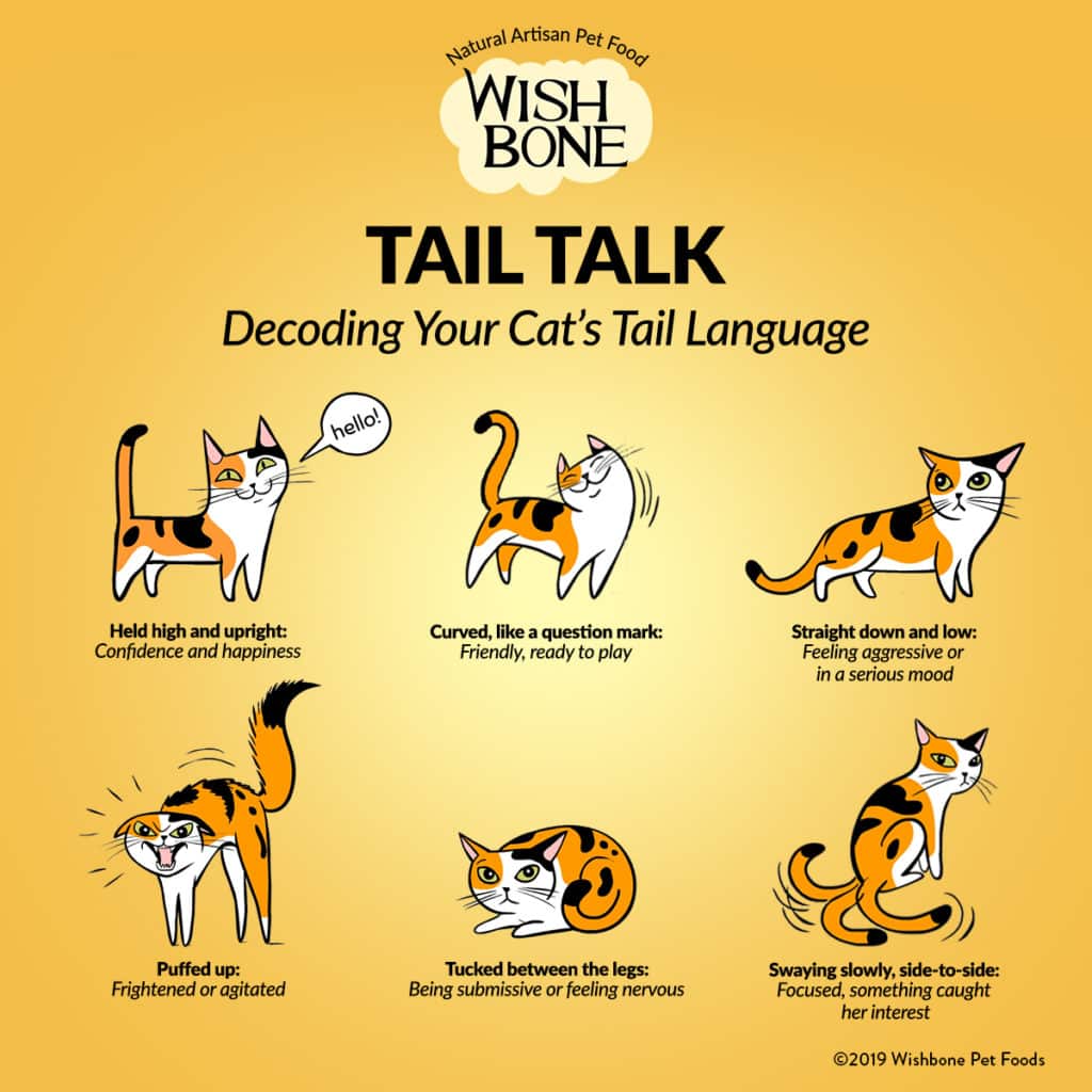 cat tail language