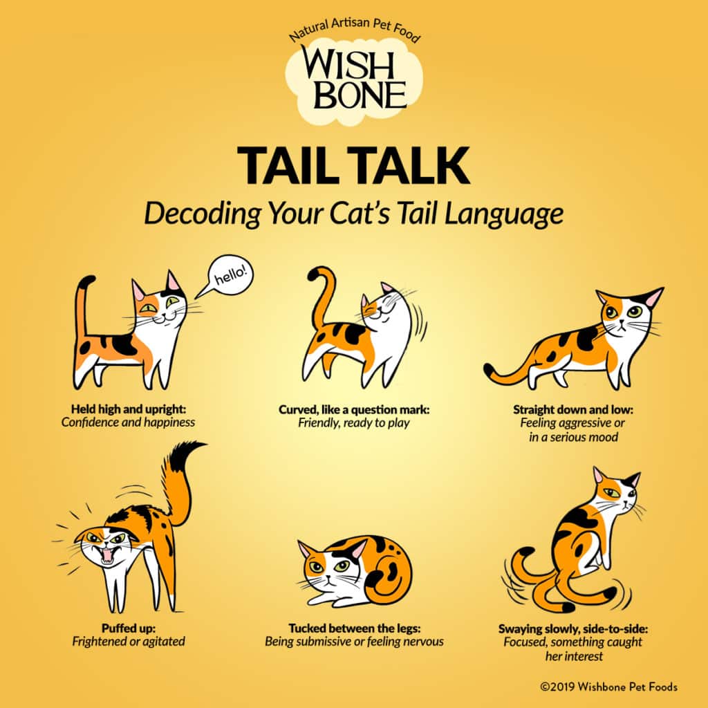 Infographic Decoding your cat's tail language Wishbone