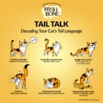 Infographic: Decoding Your Cat's Tail Language - Wishbone