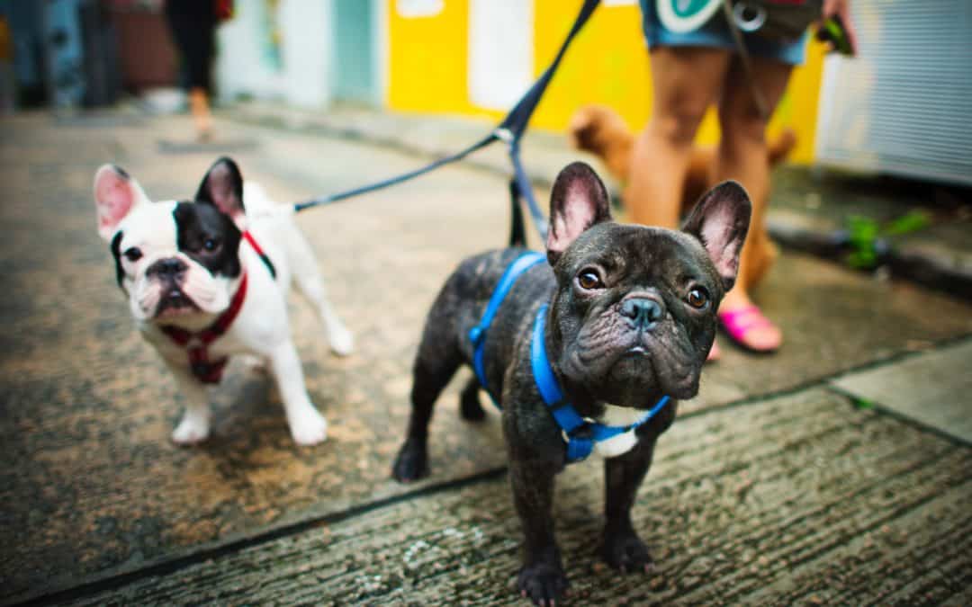 To leash or not to leash: What’s best for your furbaby?