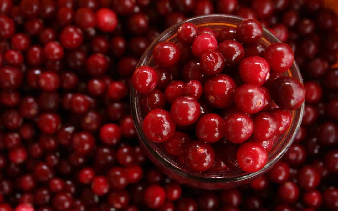 Can dogs eat cranberries?