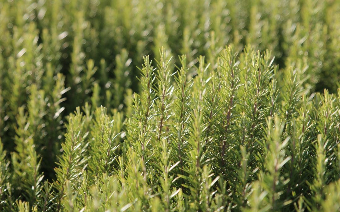 Can cats and dogs eat rosemary?