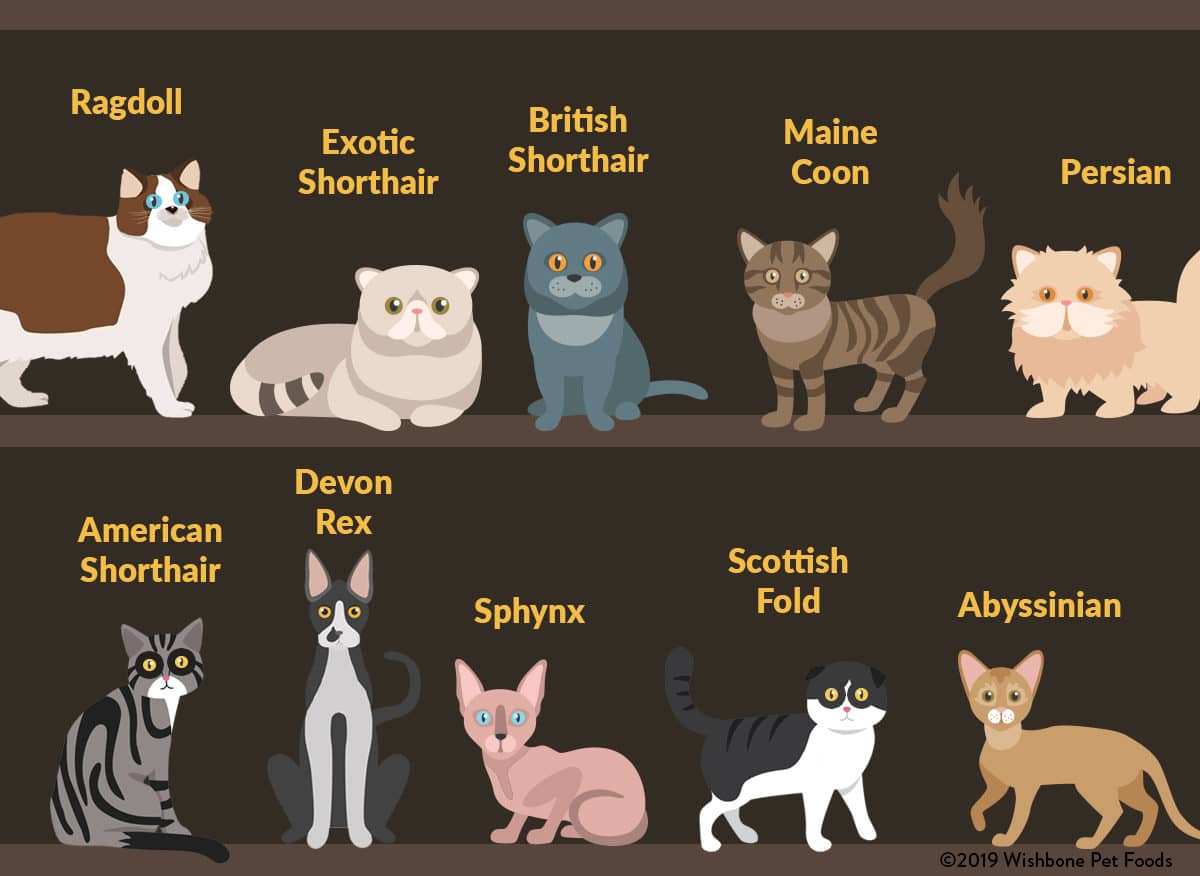 Types Of Cats | tunersread.com