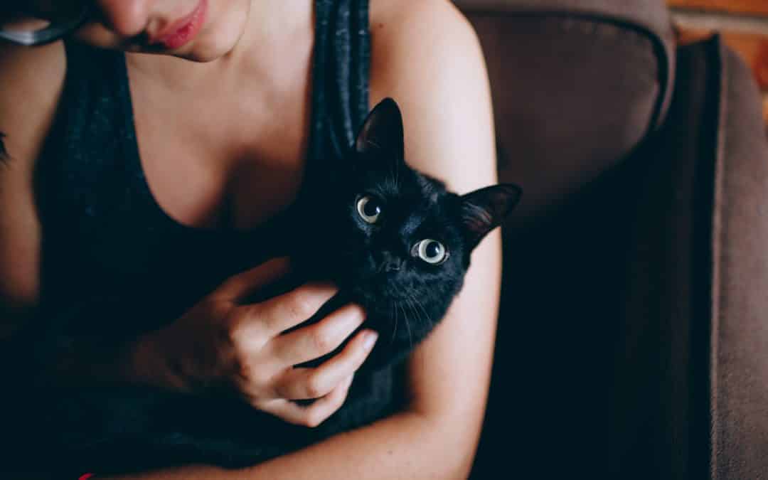 5 reasons why you should adopt a black cat