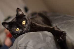 5 Reasons Why You Should Adopt a Black Cat