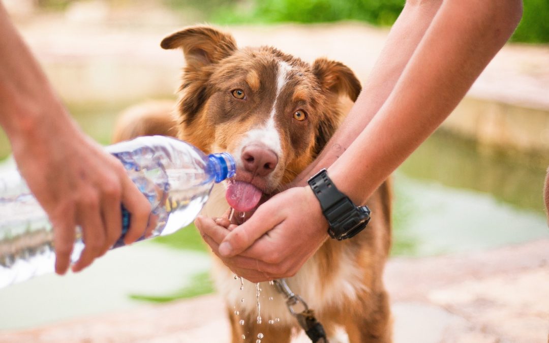 Infographic: 5 fun ways to keep your furkids hydrated