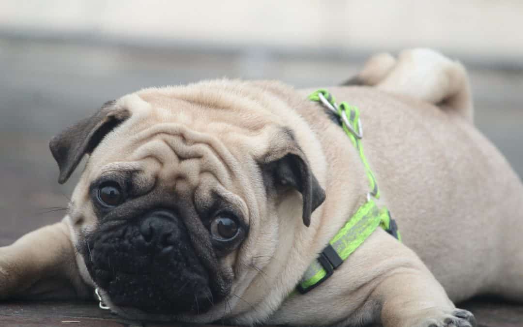 Obesity: How to help your dog lose weight
