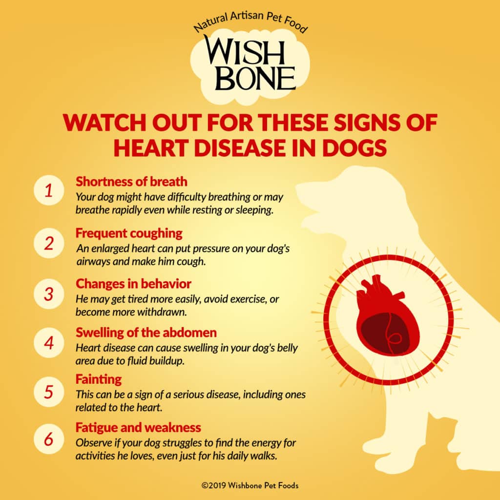 Watch Out for These Signs of Heart Disease in Dogs
