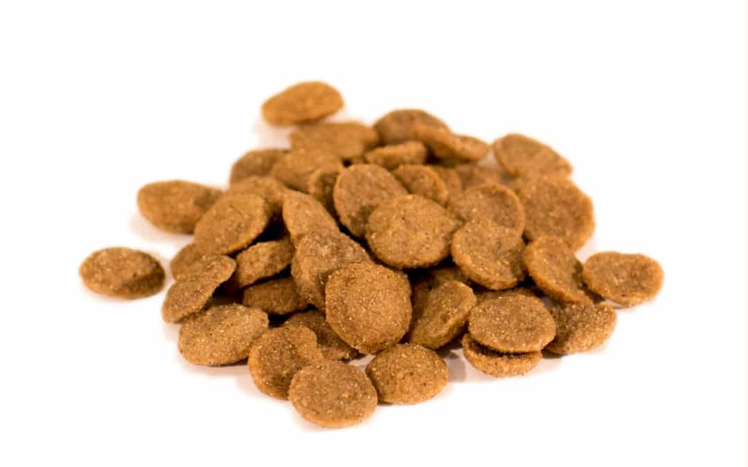 What pet parents need to know about grain-free dog food