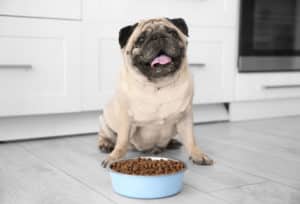 What Pet Parents Need to Know About Grain-Free Dog Food 