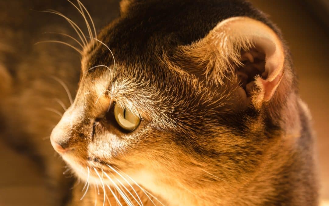 Tail tales: The Abyssinian