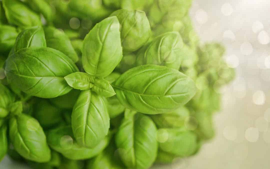 Can dogs and cats eat basil?
