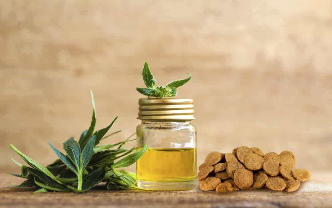Superfood substitutes and alternatives to CBD in dog food
