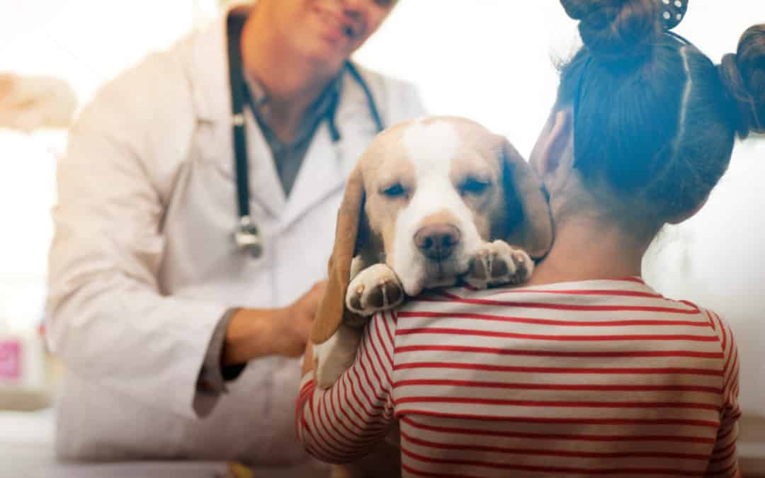 Taking care of dogs with Dilated Cardiomyopathy (DCM)
