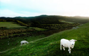 New Zealand grass-fed free-range lamb