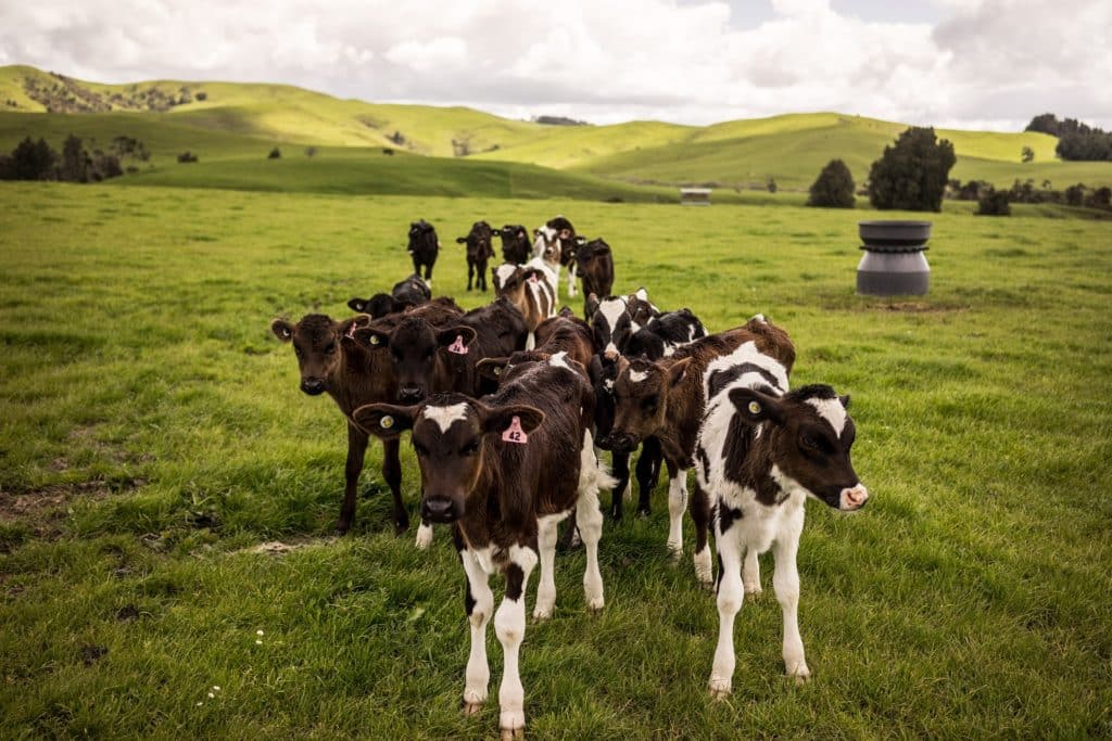 New Zealand grass-fed cow