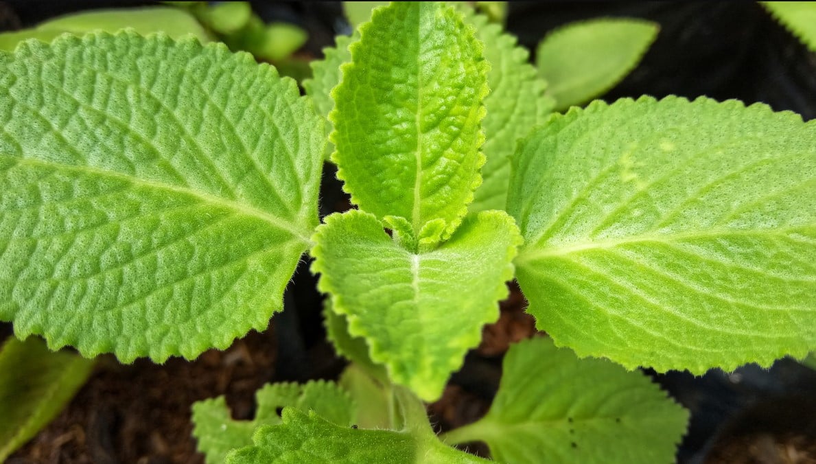 are mint leaves toxic to dogs