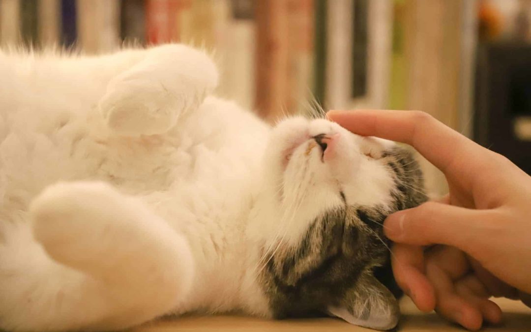 5 facts you need to know to help your cat live longer