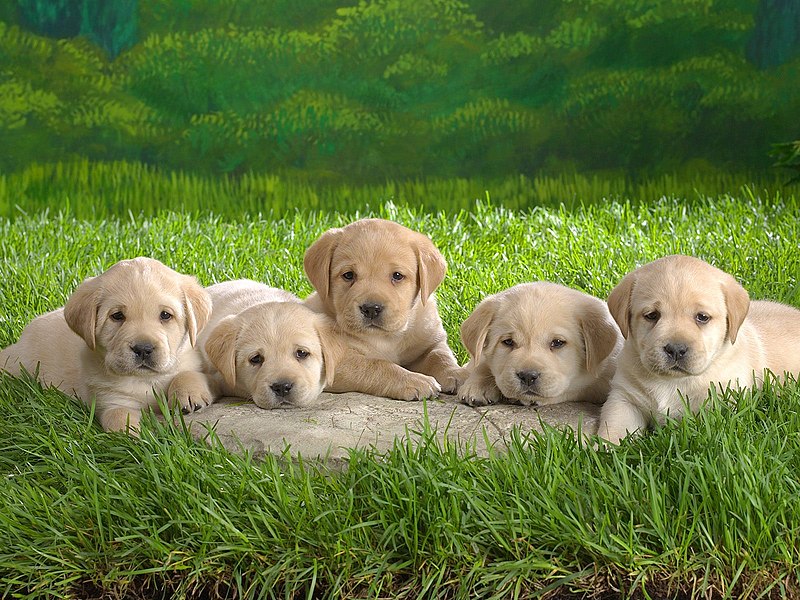 5 Tips for taking care of newborn puppies