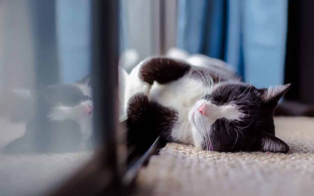 Wishbone Stories: 3 feline furbabies who found their forever home