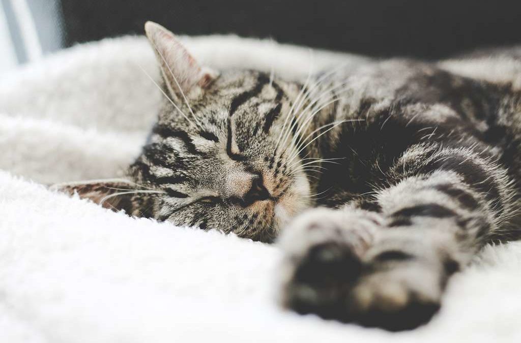 5 crucial care tips for senior cats