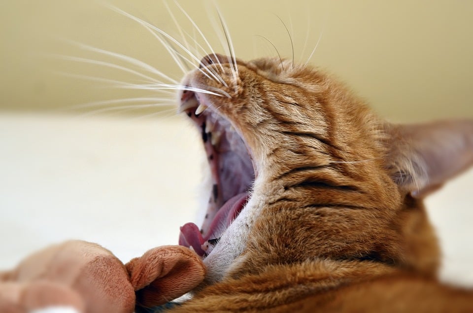 Senior cats dental health