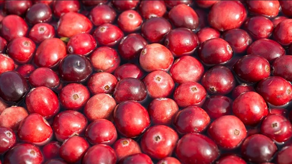 Can Cranberries prevent urinary tract infections in cats?