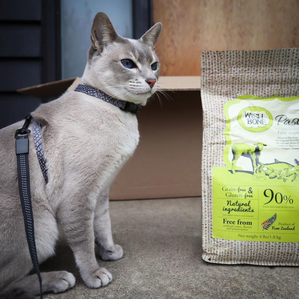 Give your senior cats homestyle food